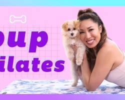Pup Pilates: How to workout at home with your dog!